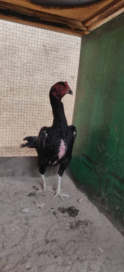 Black mianwali and shamo cross kurak madi for sale loc lahore