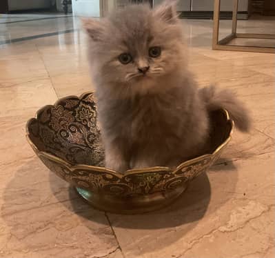 Persian Calico Fully vaccinated 3 MO Kitten