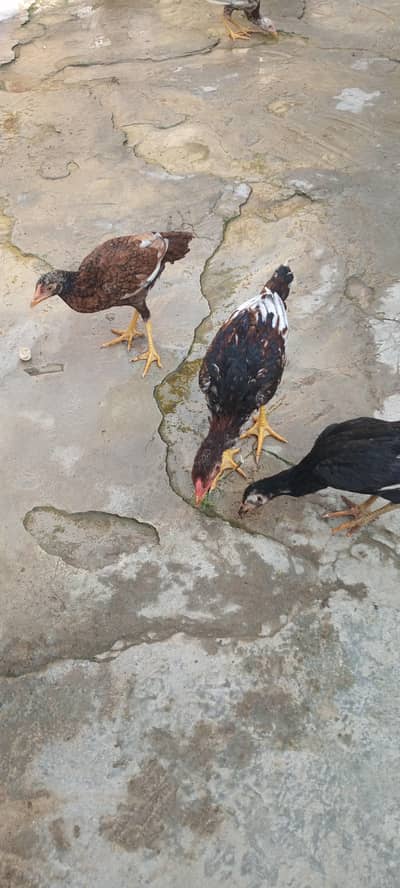 Aseel or Desi hen's