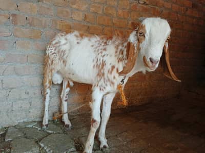 Bakra for sale (03405180755) Contact