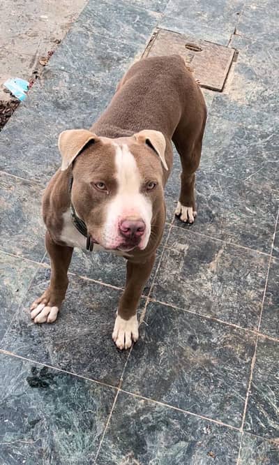 Bull Terrier adult male