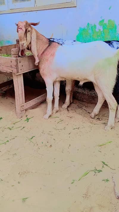 qurbani 2026 Active bakre 70000each