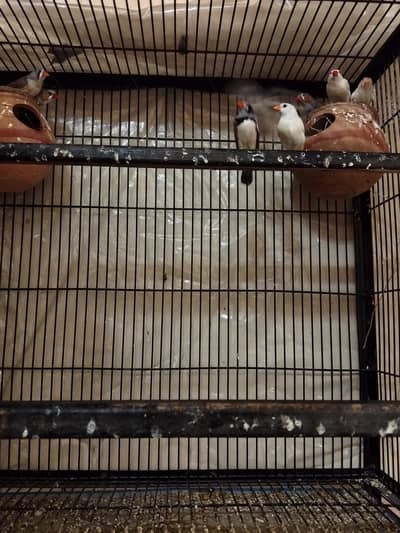 Zaibra Finches 4 pair+Eggs