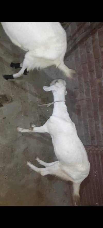 qurbani k liye ghar k pally desi bakry
