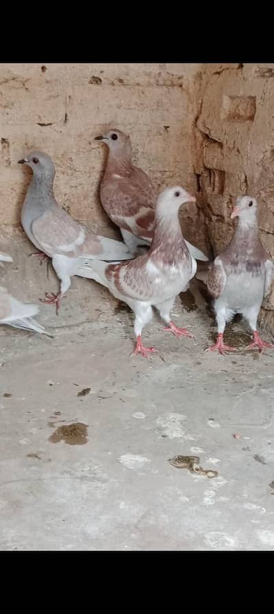 patte for sale 2500 per