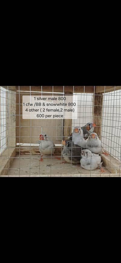 finches