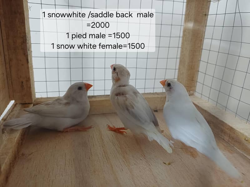 finches 1
