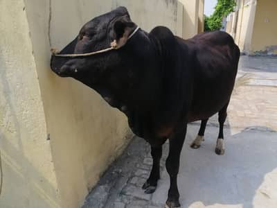 Bull/Wacha for sale