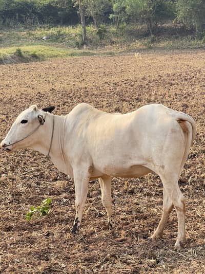 Fath jangi female 2 danth