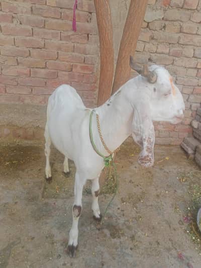 baqra for sell