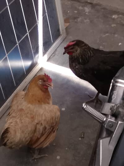 egg wali murgi golden hai black wali abhi nhi de rahi pure desi murgi