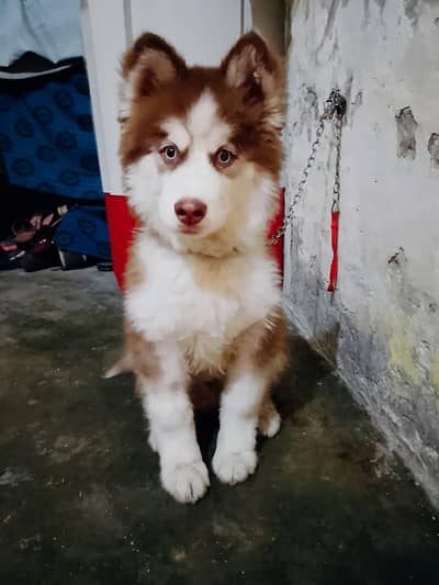 Siberian Husky puppy | male husky | blue eye siberian husky for sale