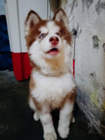 Siberian Husky puppy | male husky | blue eye siberian husky for sale