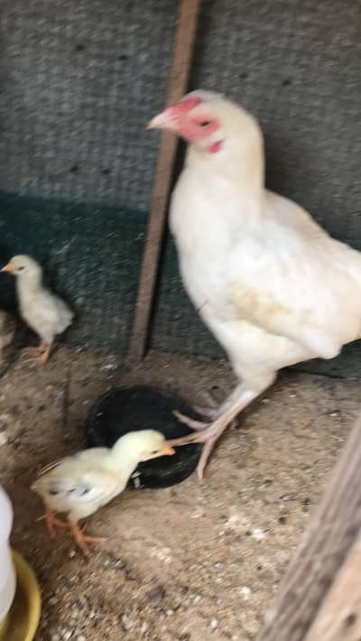 Excellent quality pakistani aseel chicks