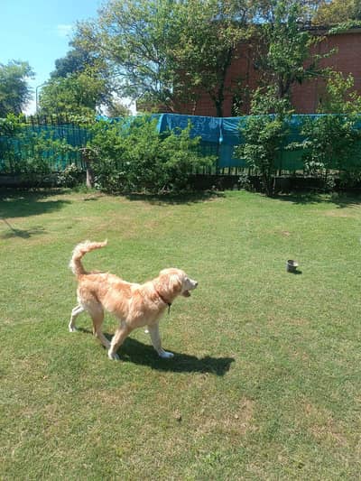 Golden Retriever Puppy |male/ Pedigree Dog | Dog for sale