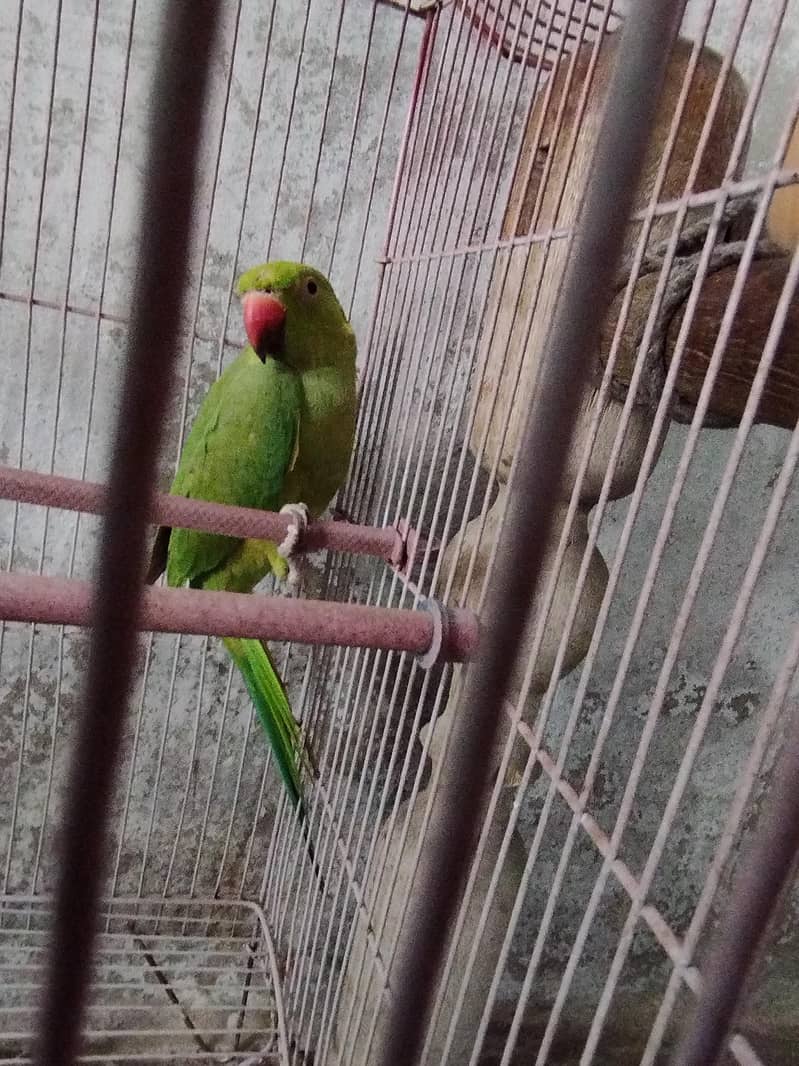 parrot 0