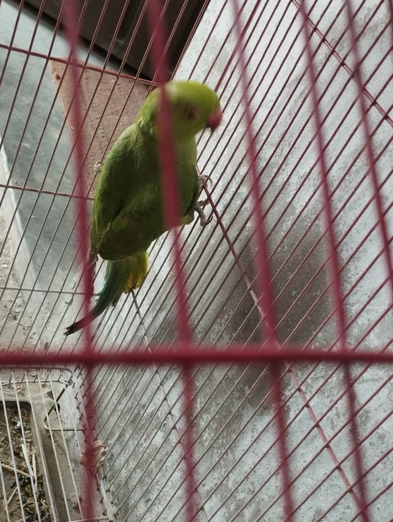 parrot 1
