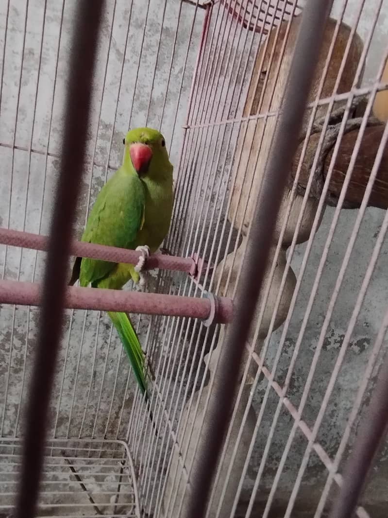 parrot 2