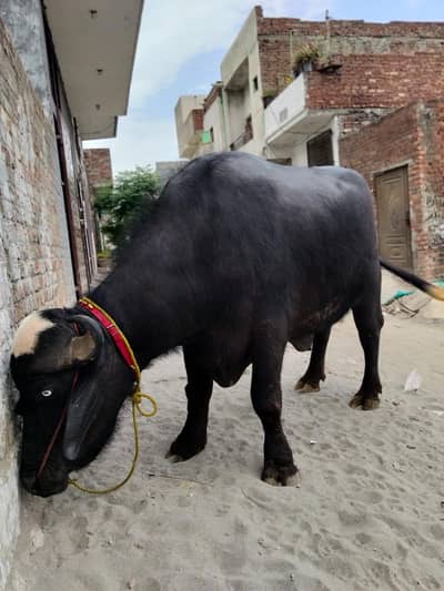 choota 4 danto wala