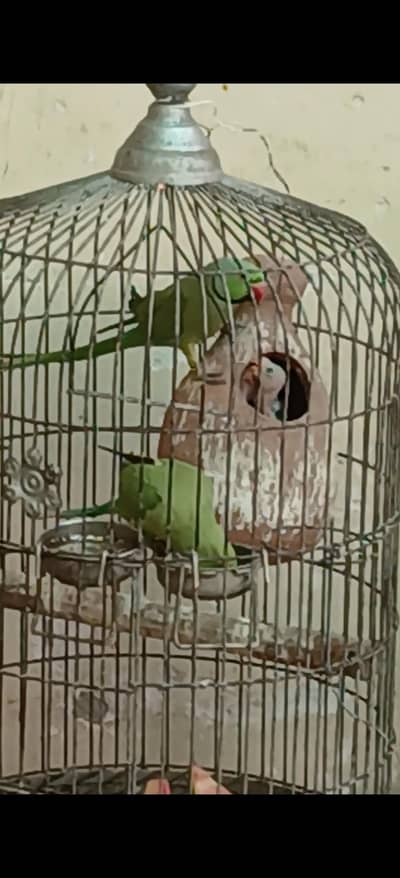 pair and 2 covered chicks and cage