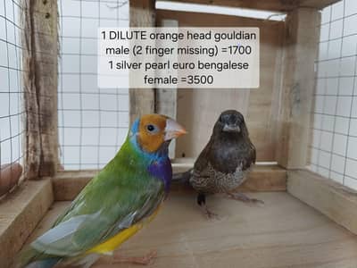 finches