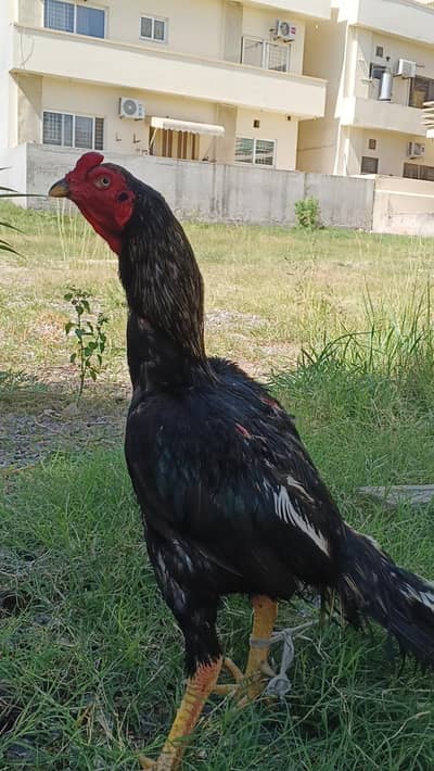 asell Paty parsell