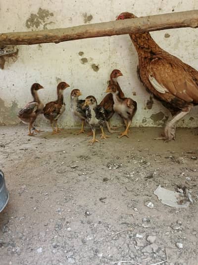 peela aseel chiks 2 male 4female