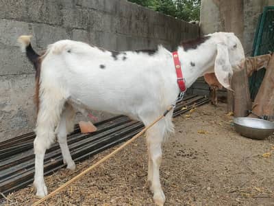 Qurabani Wala baqra for sale