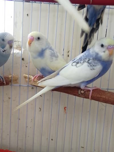 Budgies | Hogoromo budgies |  TCB