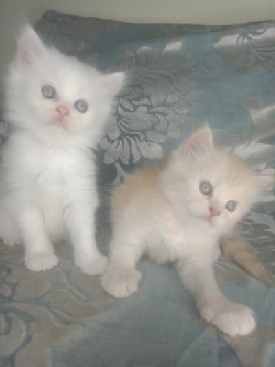 pure persian tripple coated kittens