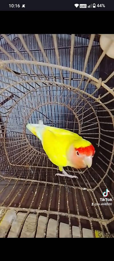 birds. . 03060609798