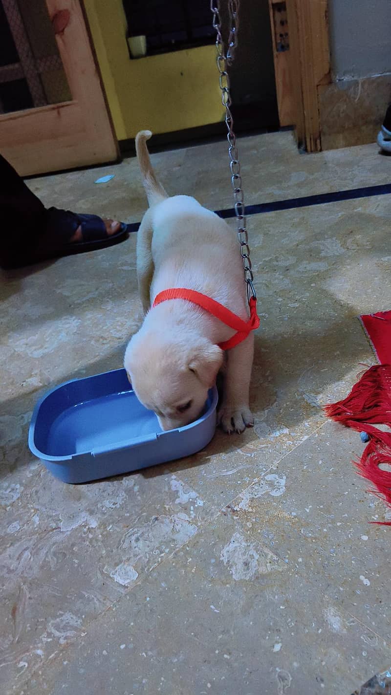 puppy 0