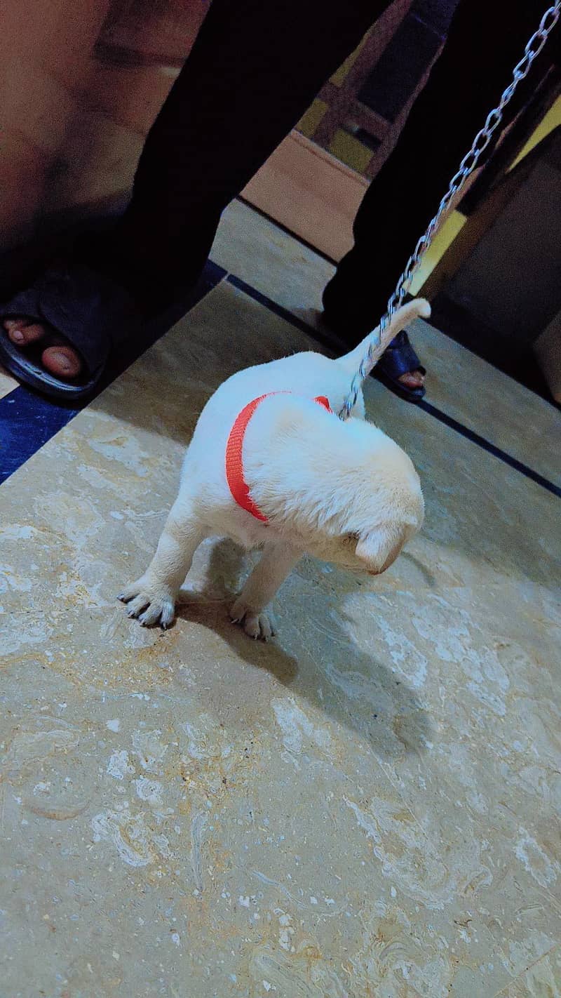 puppy 1