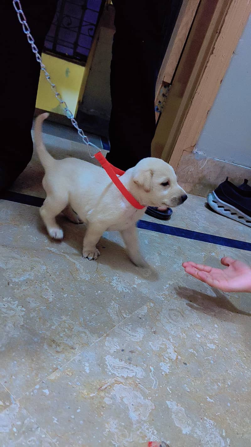 puppy 2