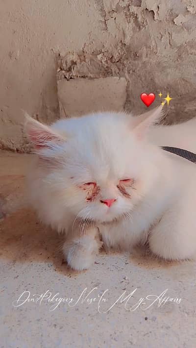 leocat