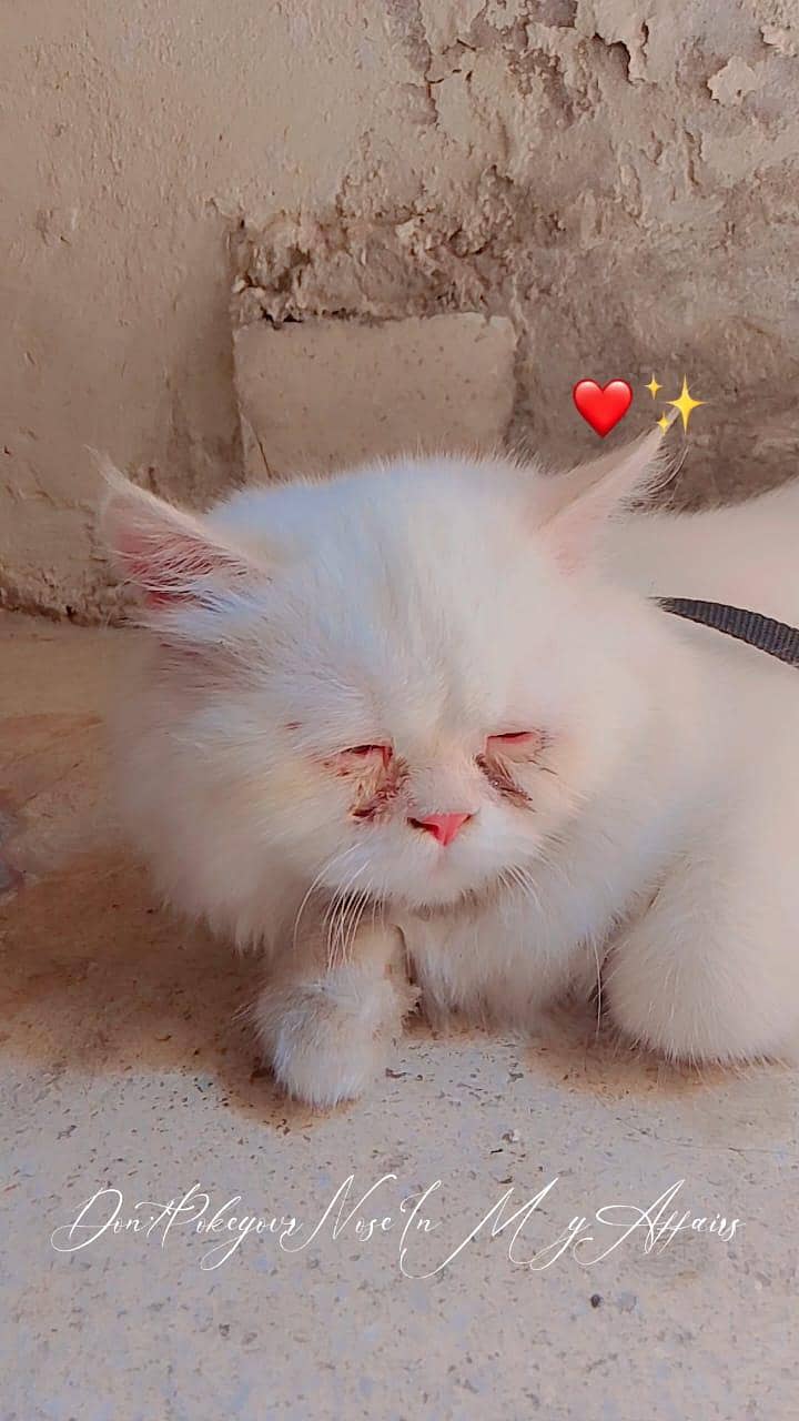 leocat 0