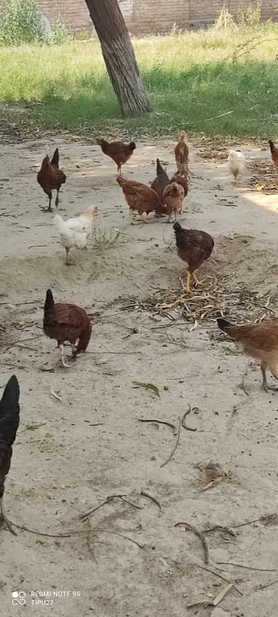 1 male 5 female hens