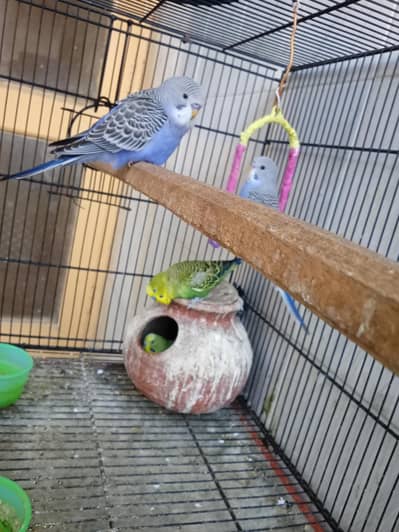 Budgies confirm breeder