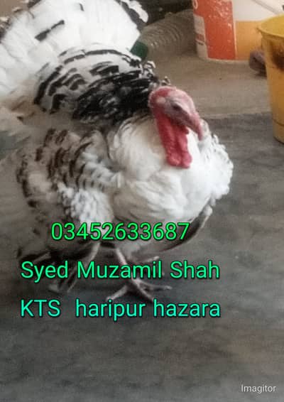 چار عدد ترکی برڈز