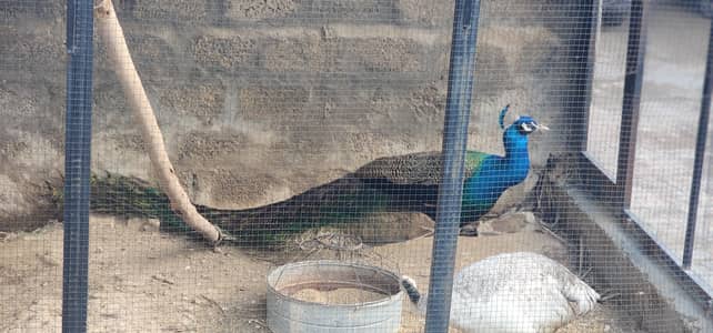Peacock