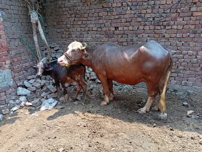 jhoti  for sale