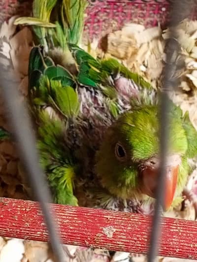 ringneck chicks sale