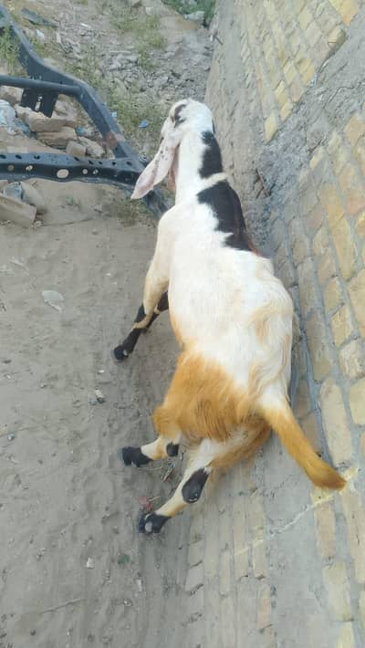 2 Bakry for sale