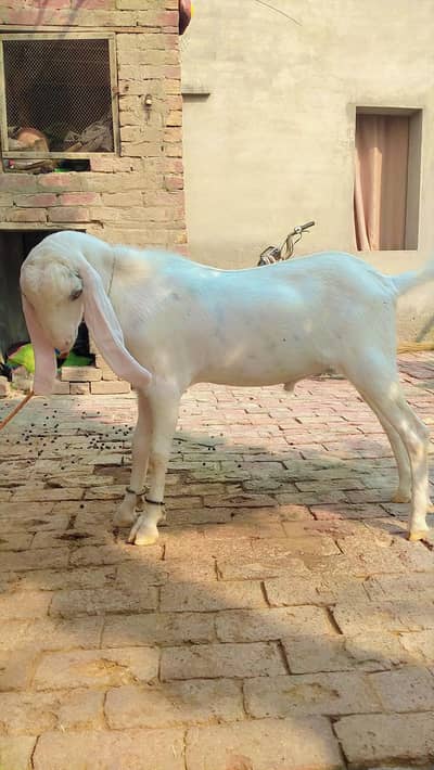 Bakra for sale