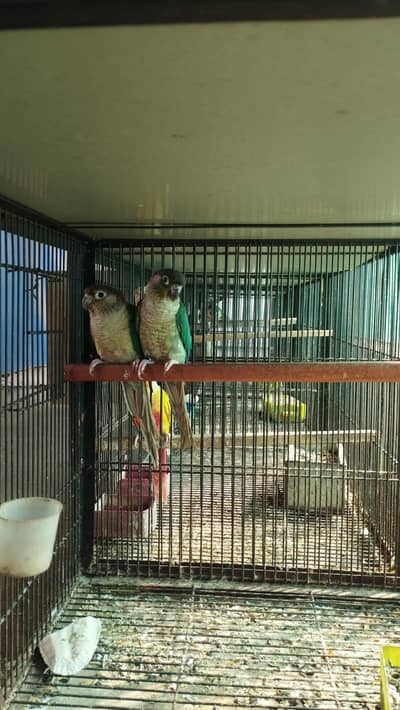 Blue Turquoise white chest white foot adult pair for sale