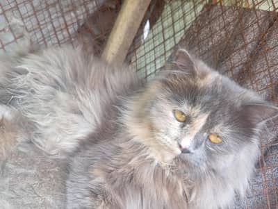 russian cat