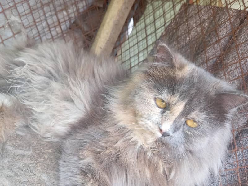 russian cat 0