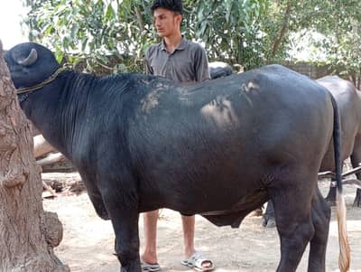 Eid Mubarak (Sale Male Buffalo Weight 260kg+