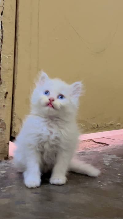 Persian Kitten White Tripple Coated