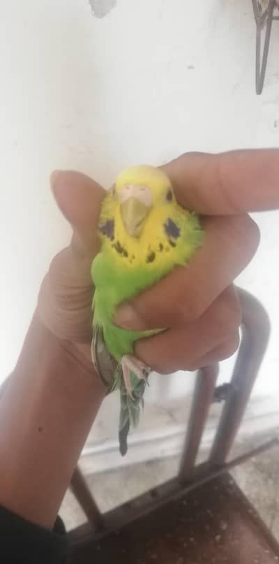 i, am sealing the budgies parrots